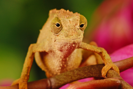 Pygmy Chameleon for sale