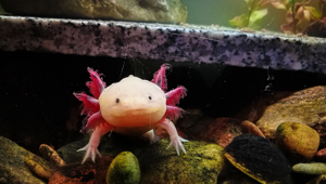 axolotls for sale in houston
