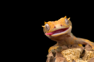 for sale crested gecko houston