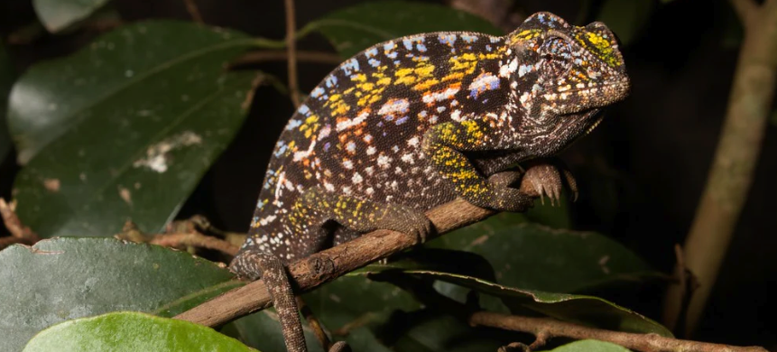 lizards for sale in houston texas